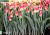 Tulipa Match ® (2)